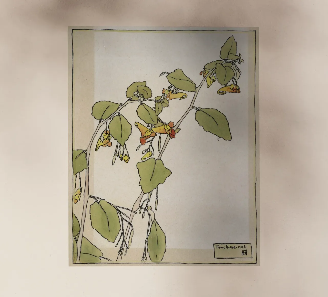 Hannah Overbeck: Touch-Me-Not - Arti e Mestieri Botanici (191 pellicola backlit da ClubArt