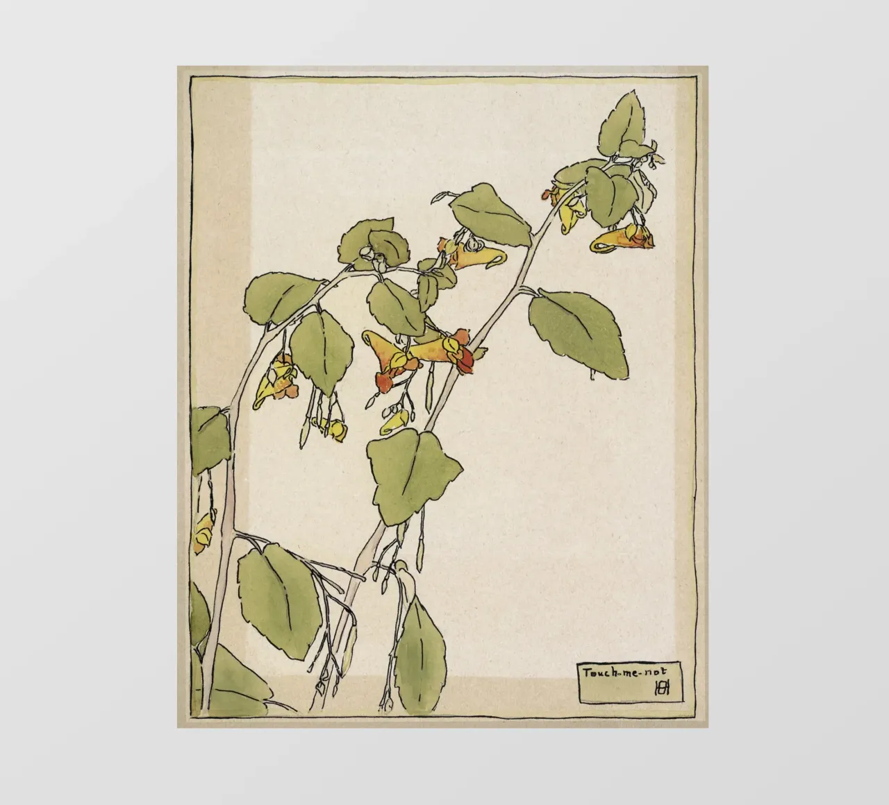 Hannah Overbeck: Touch-Me-Not - Arti e Mestieri Botanici (191 pellicola backlit da ClubArt