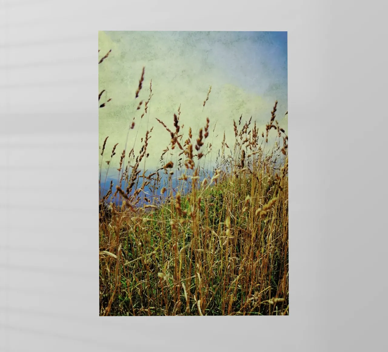 Mountain Grass pellicola backlit da Angelo Cerantola
