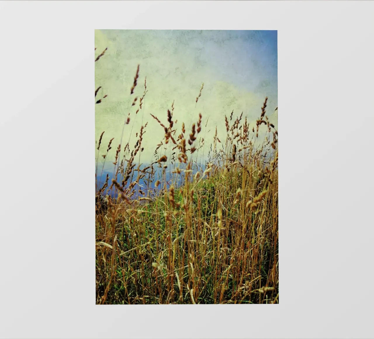 Mountain Grass pellicola backlit da Angelo Cerantola