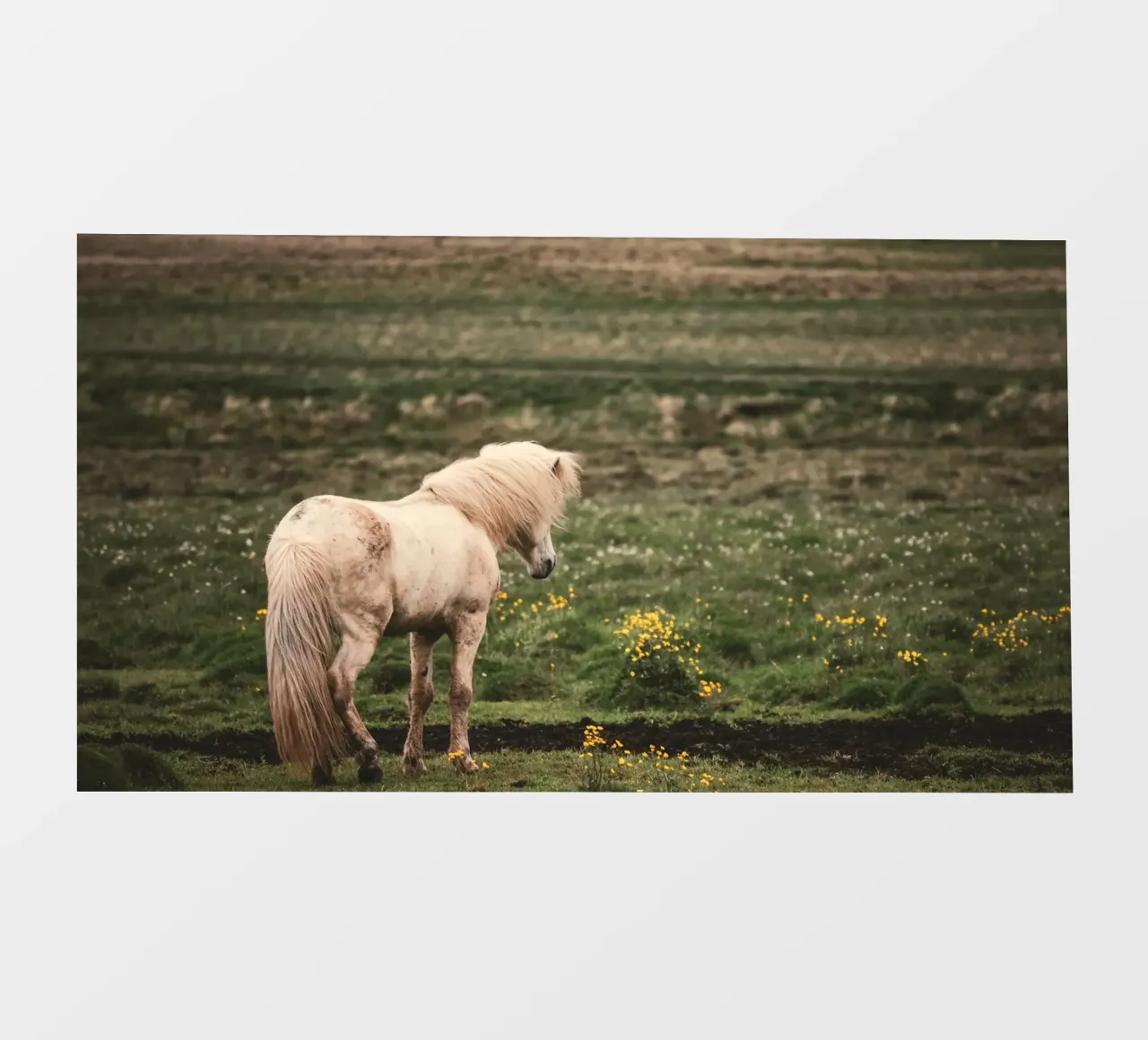 meadow horse in field photo wallpaper by Horsire