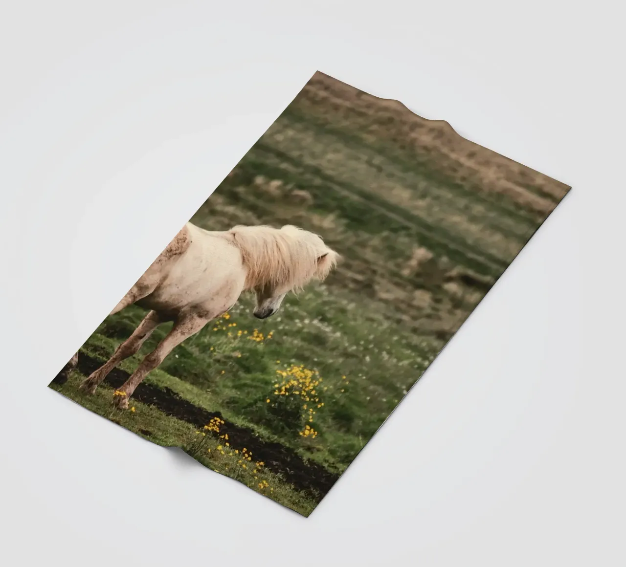 meadow horse in field fleece blanket by Horsire