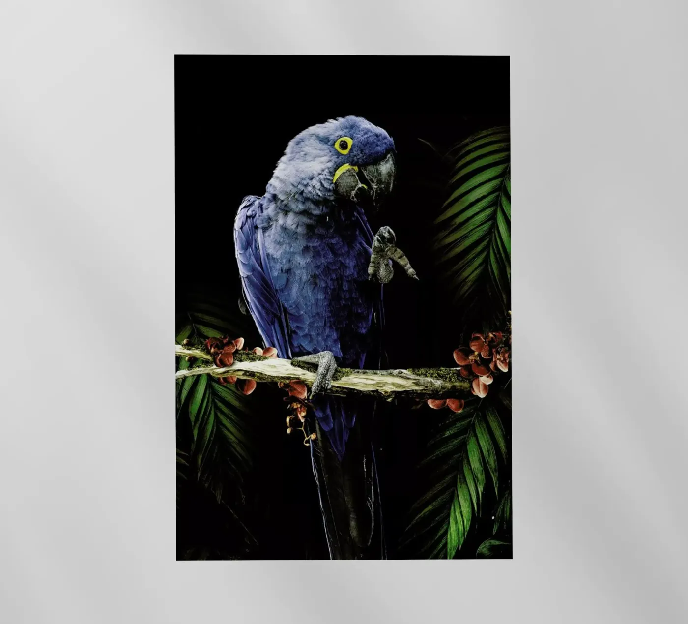 Macaw pellicola backlit da Wouter Rikken