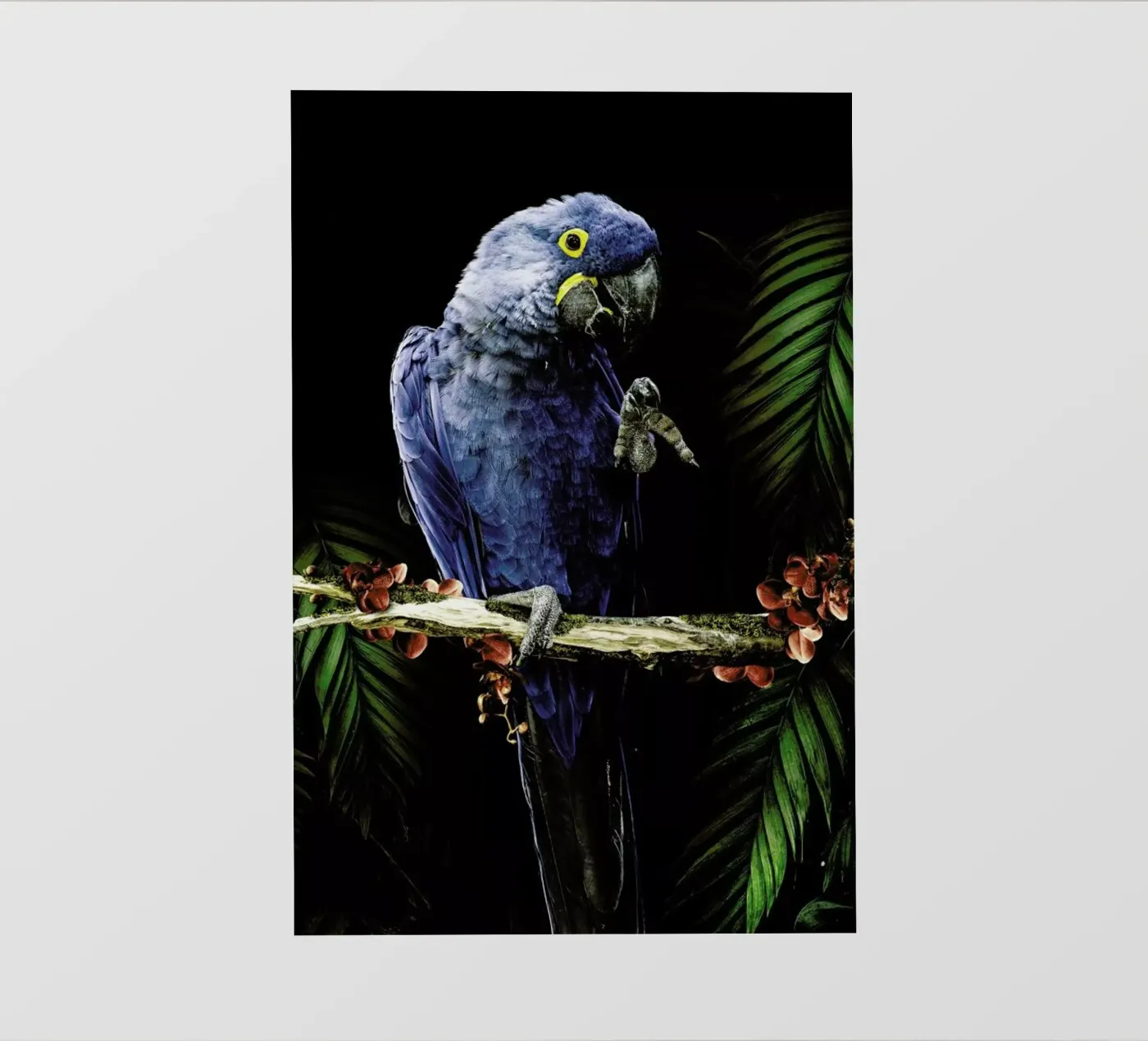 Macaw pellicola backlit da Wouter Rikken