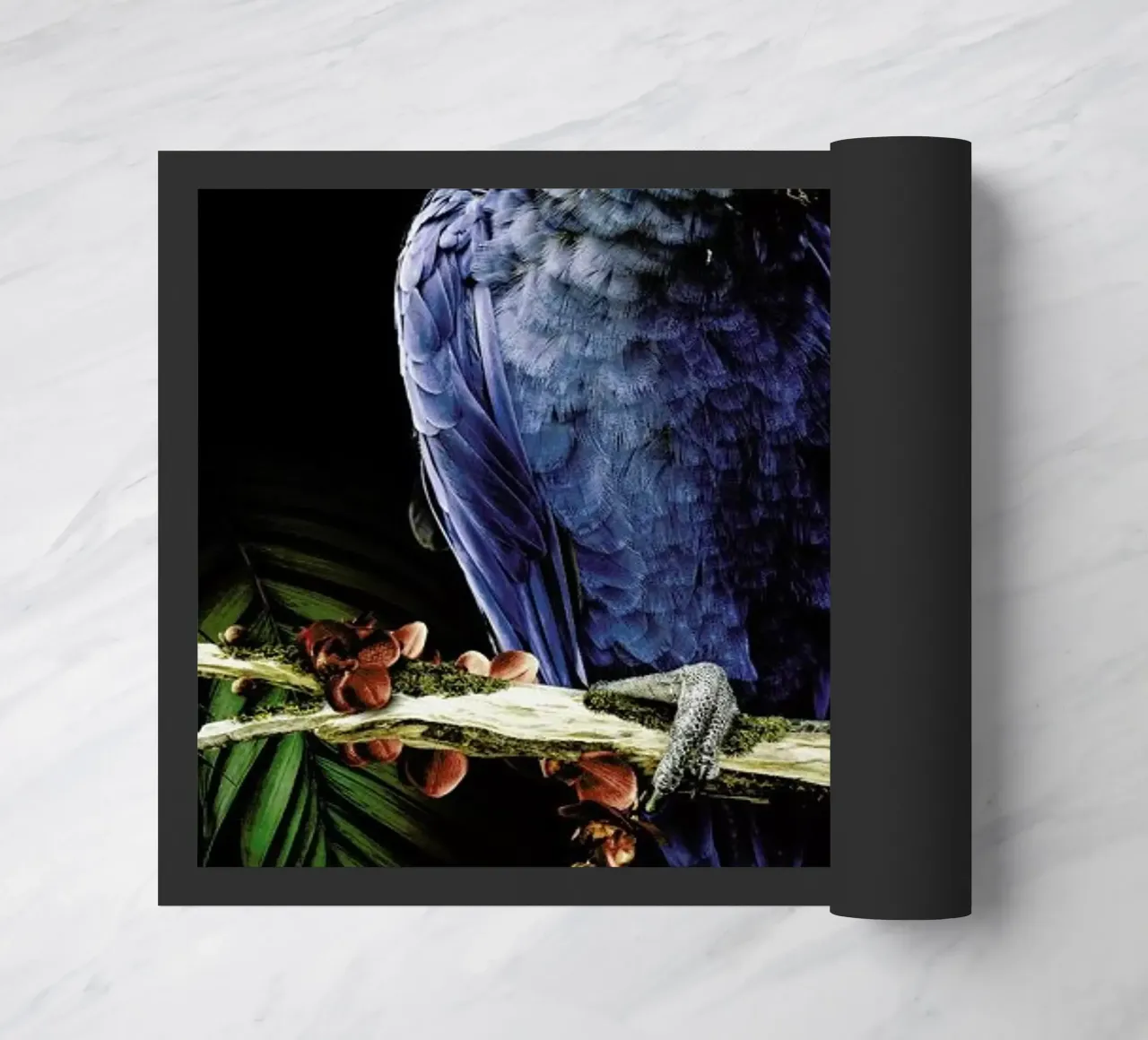 Macaw zerbino da Wouter Rikken