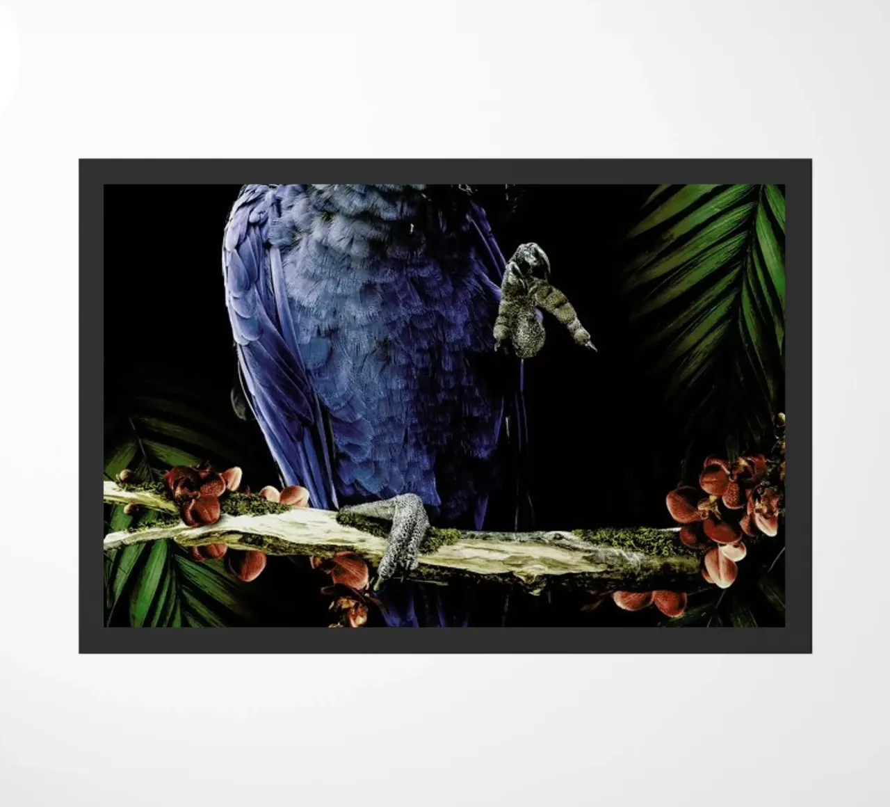 Macaw zerbino da Wouter Rikken