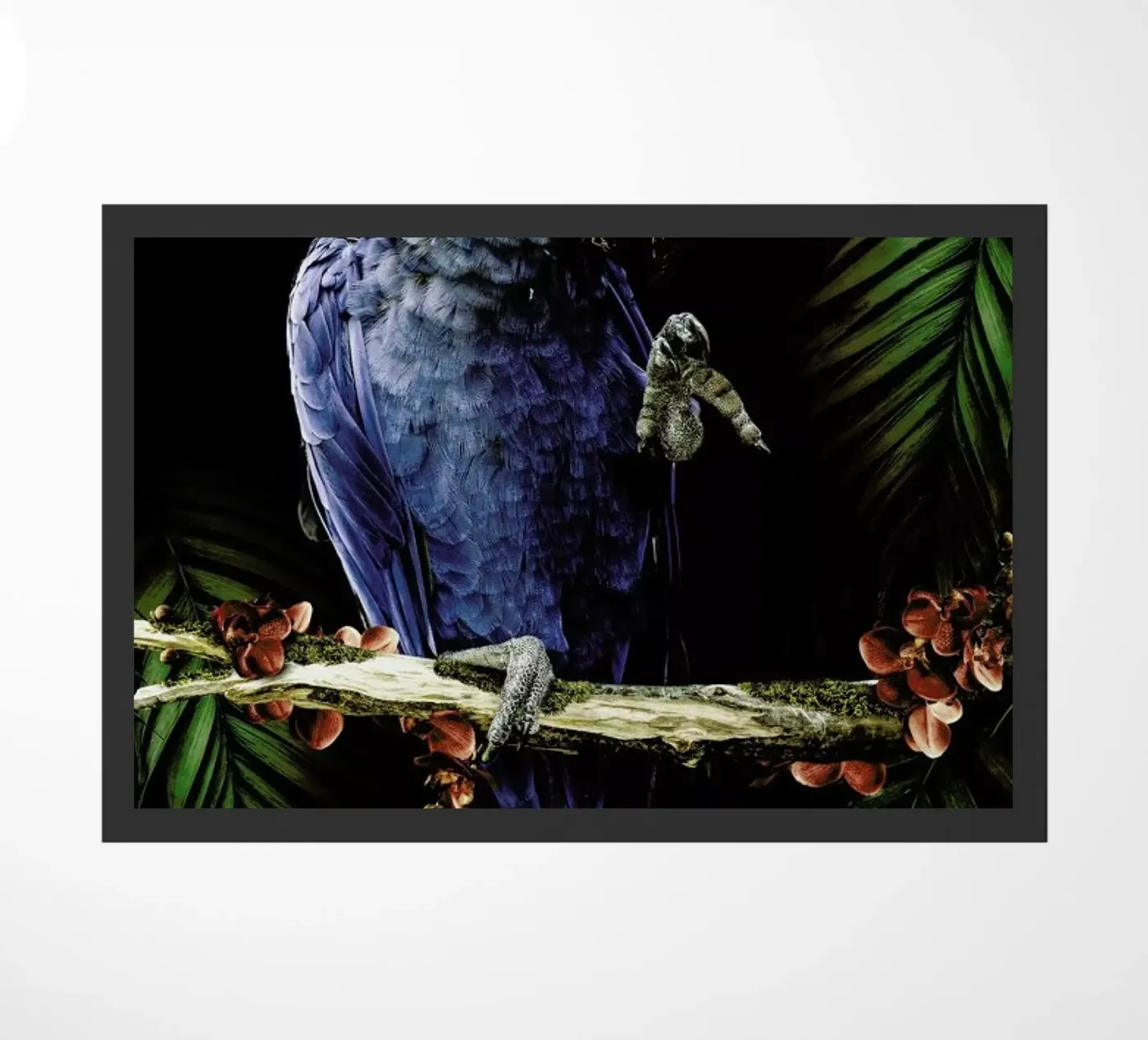 Macaw zerbino da Wouter Rikken