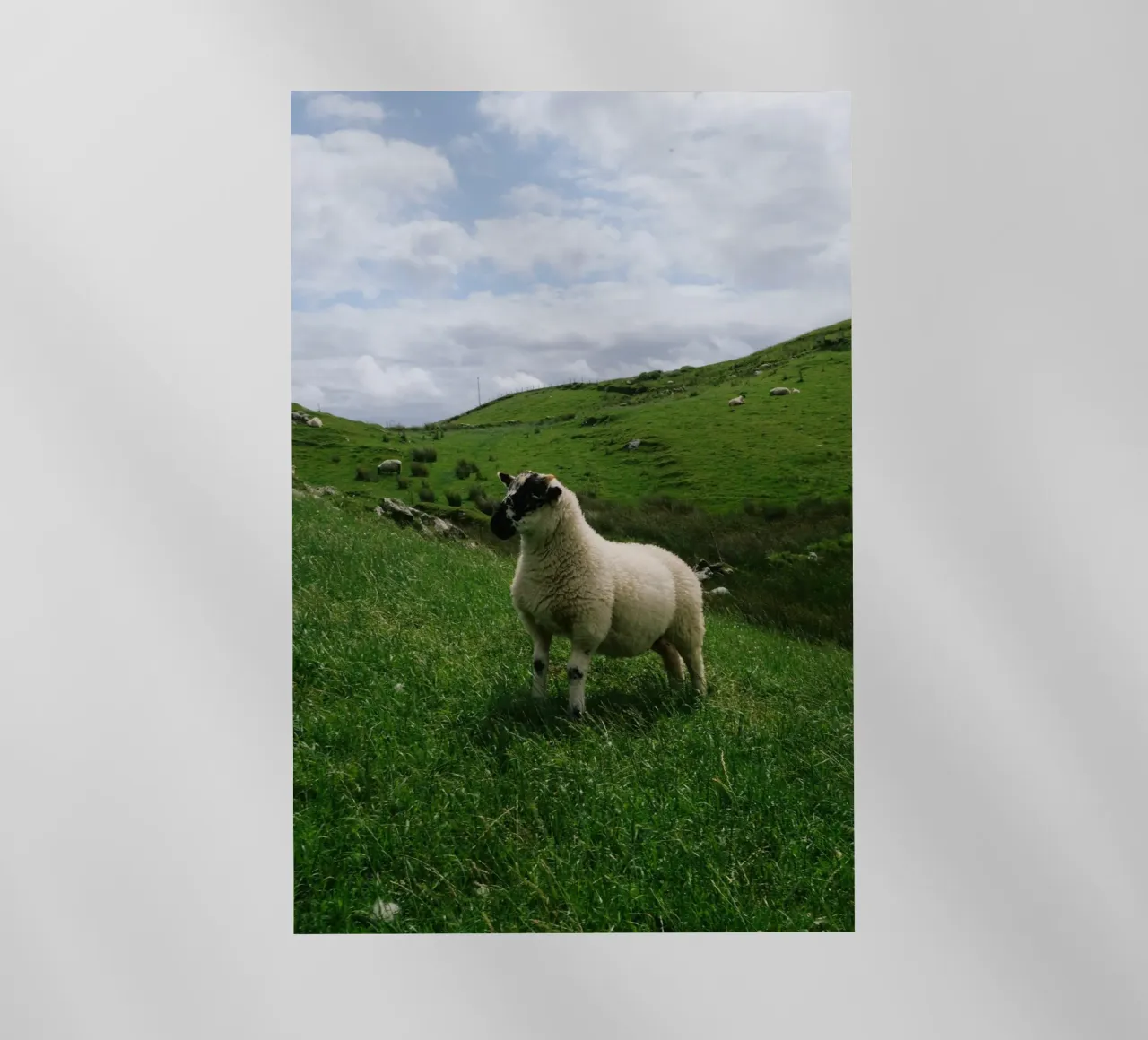 Happy Sheep pellicola backlit da The Wild Creative Studio