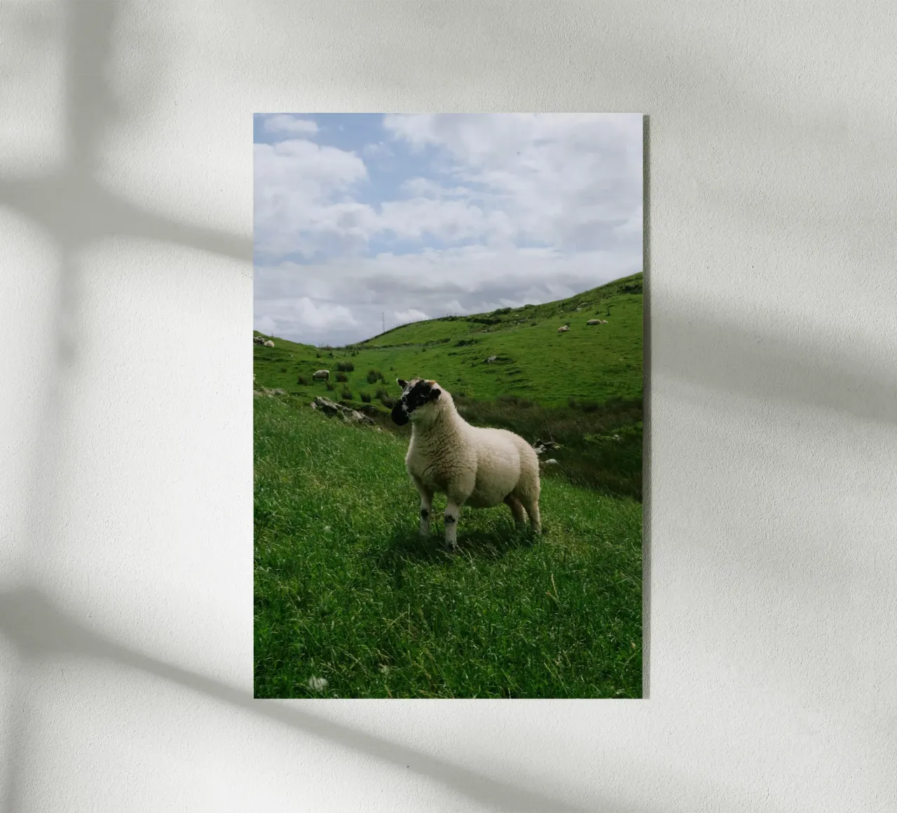 Happy Sheep plexiglass da The Wild Creative Studio