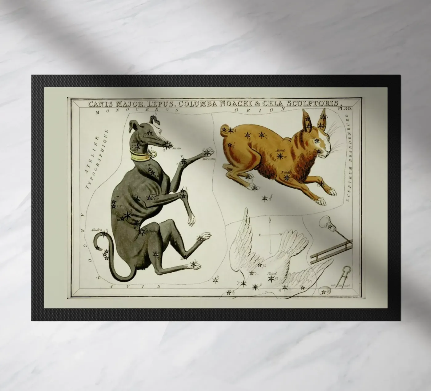 Canis Major zerbino da Vintage by JUNIQE