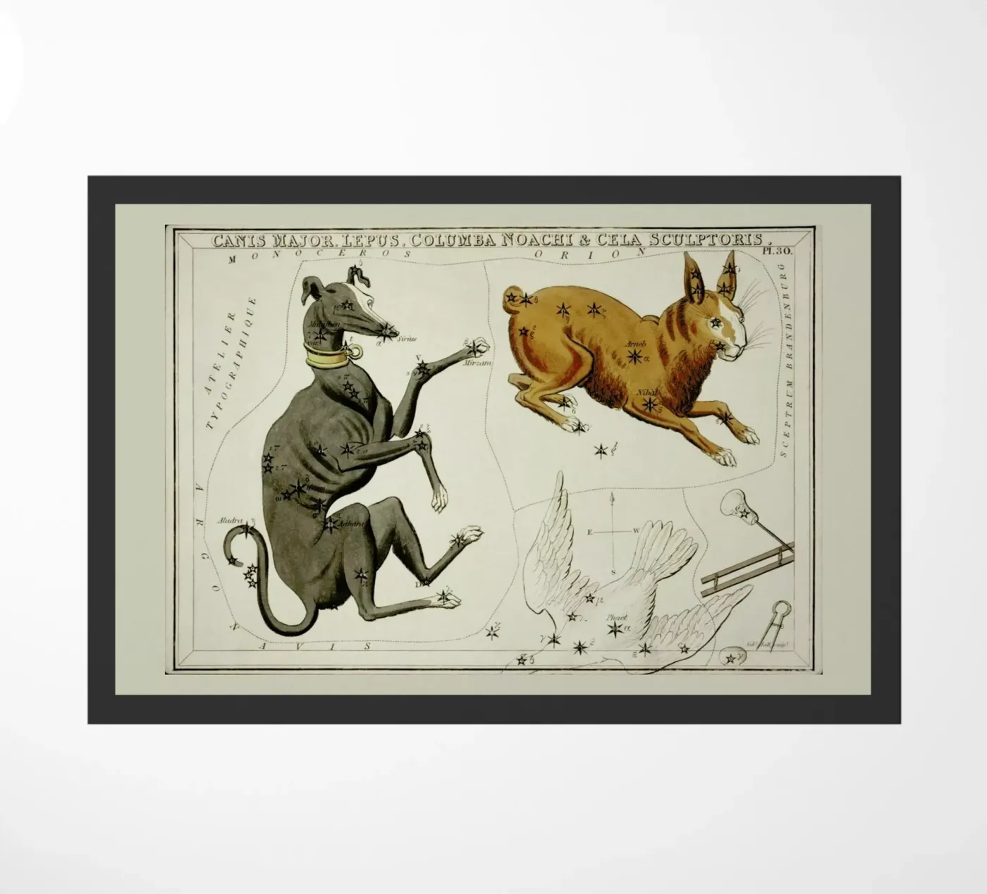 Canis Major zerbino da Vintage by JUNIQE