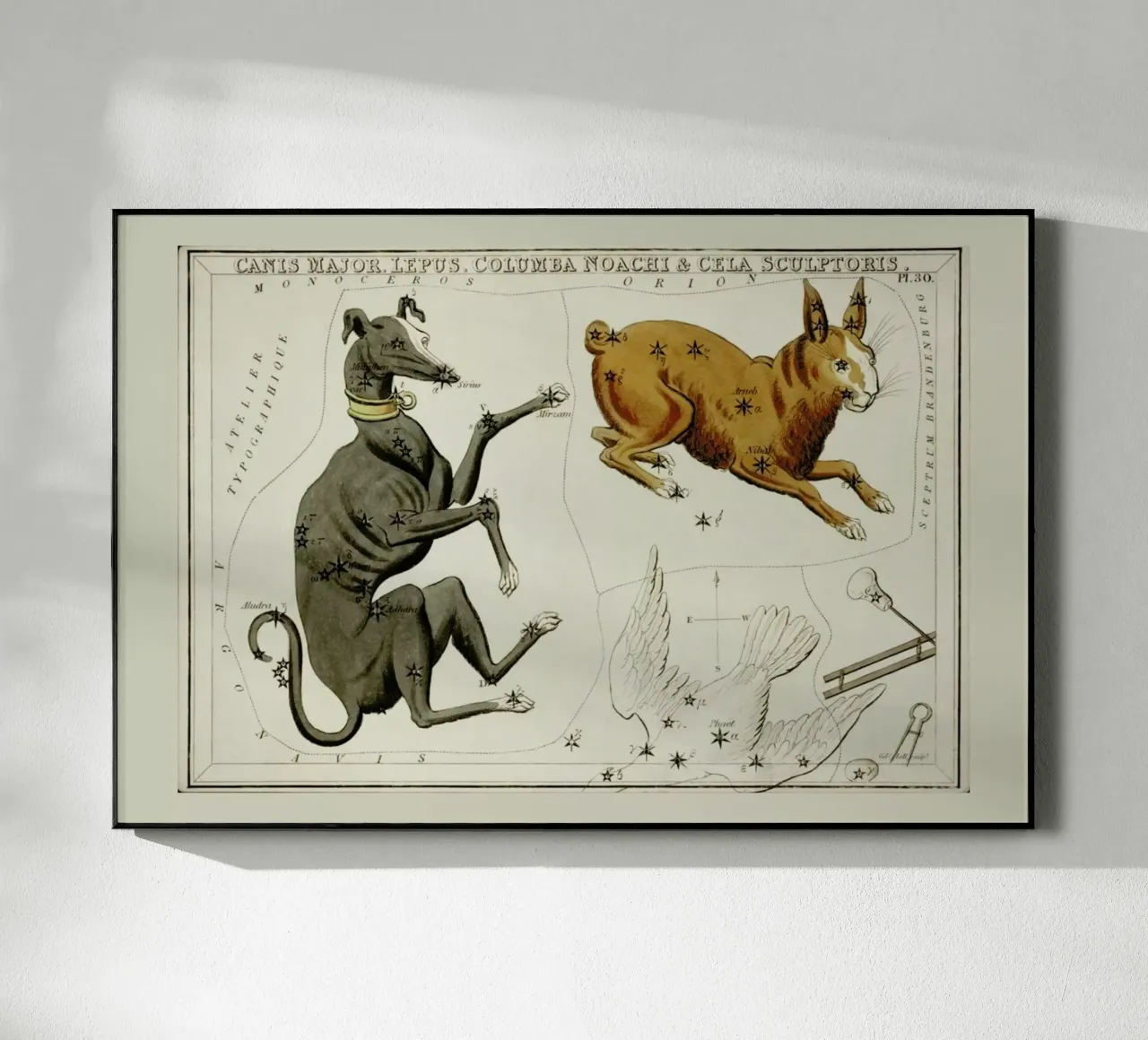 Canis Major plexiglass da Vintage by JUNIQE