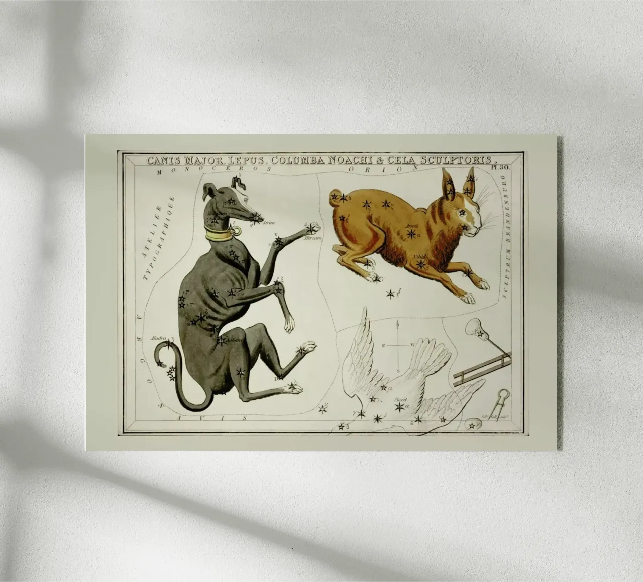 Canis Major plexiglass da Vintage by JUNIQE