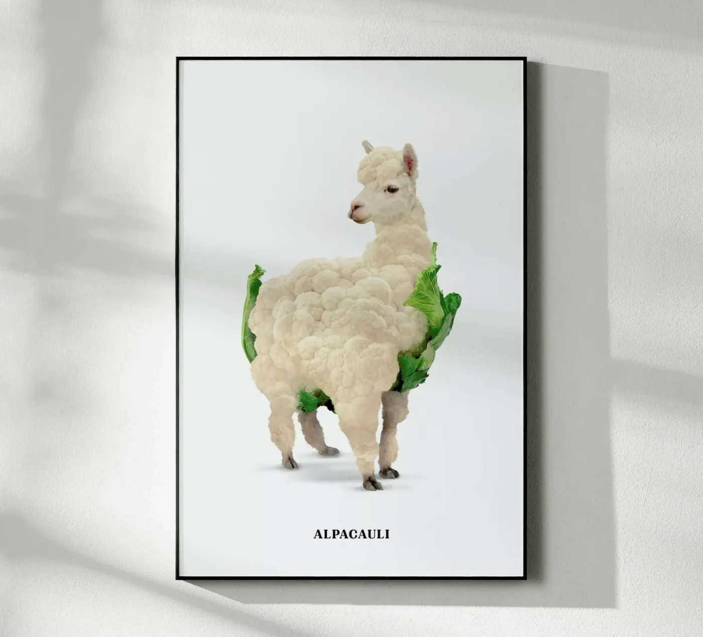 Alpacauli acrylic glass by Jonas Loose