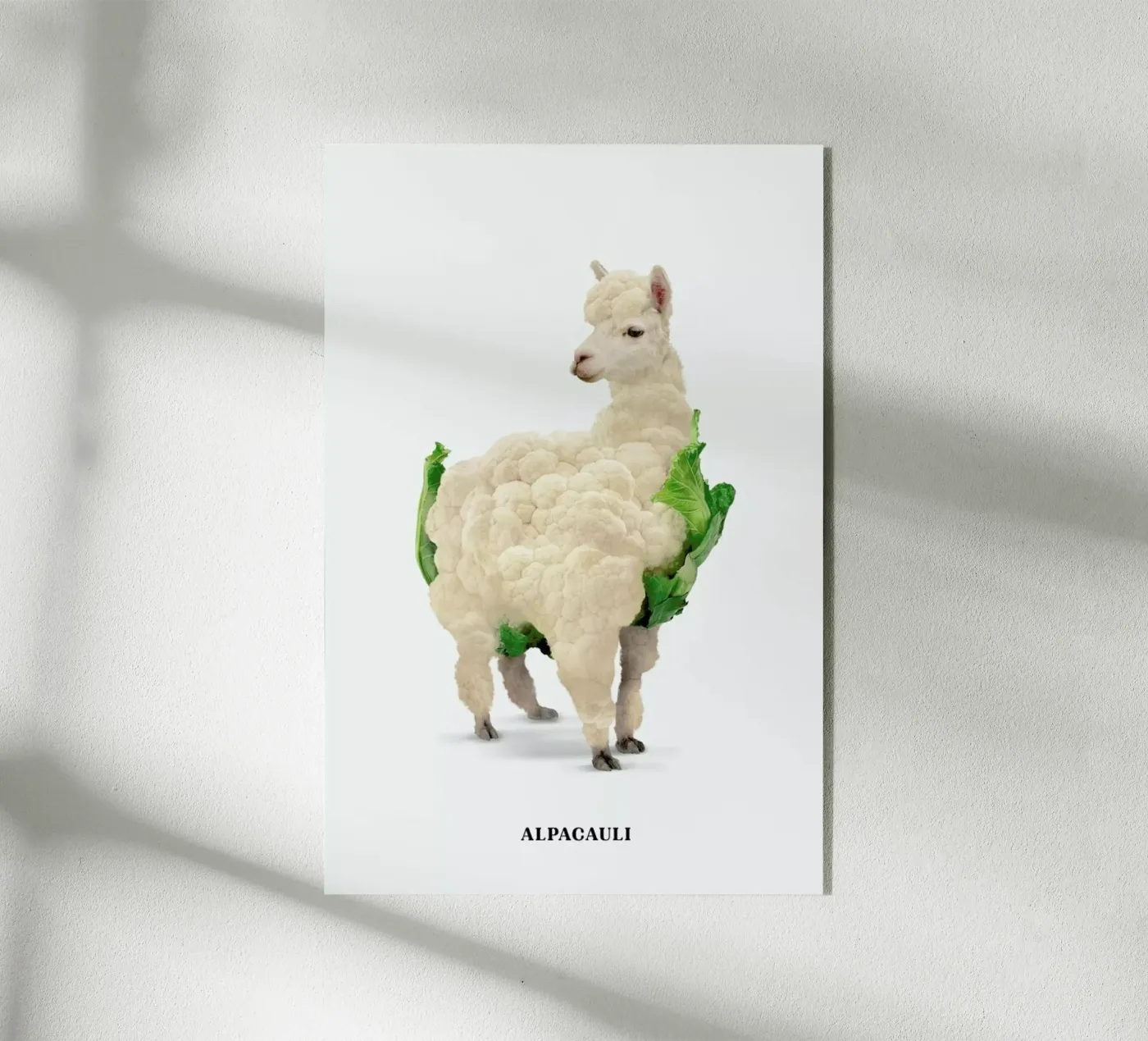 Alpacauli acrylic glass by Jonas Loose