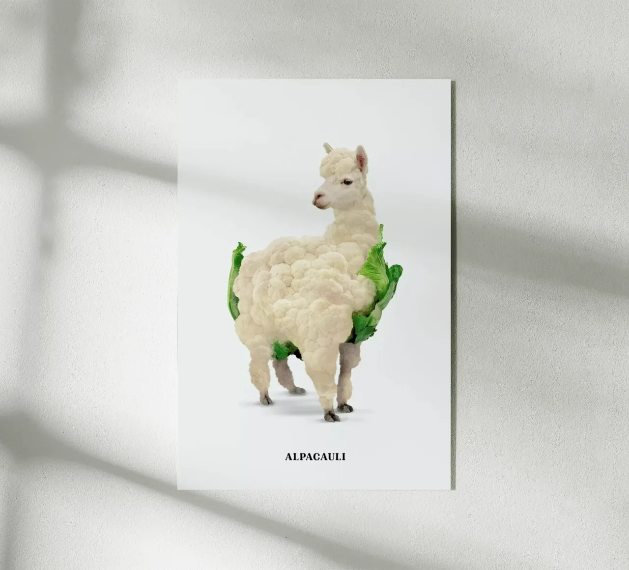 Alpacauli plexiglass da Jonas Loose