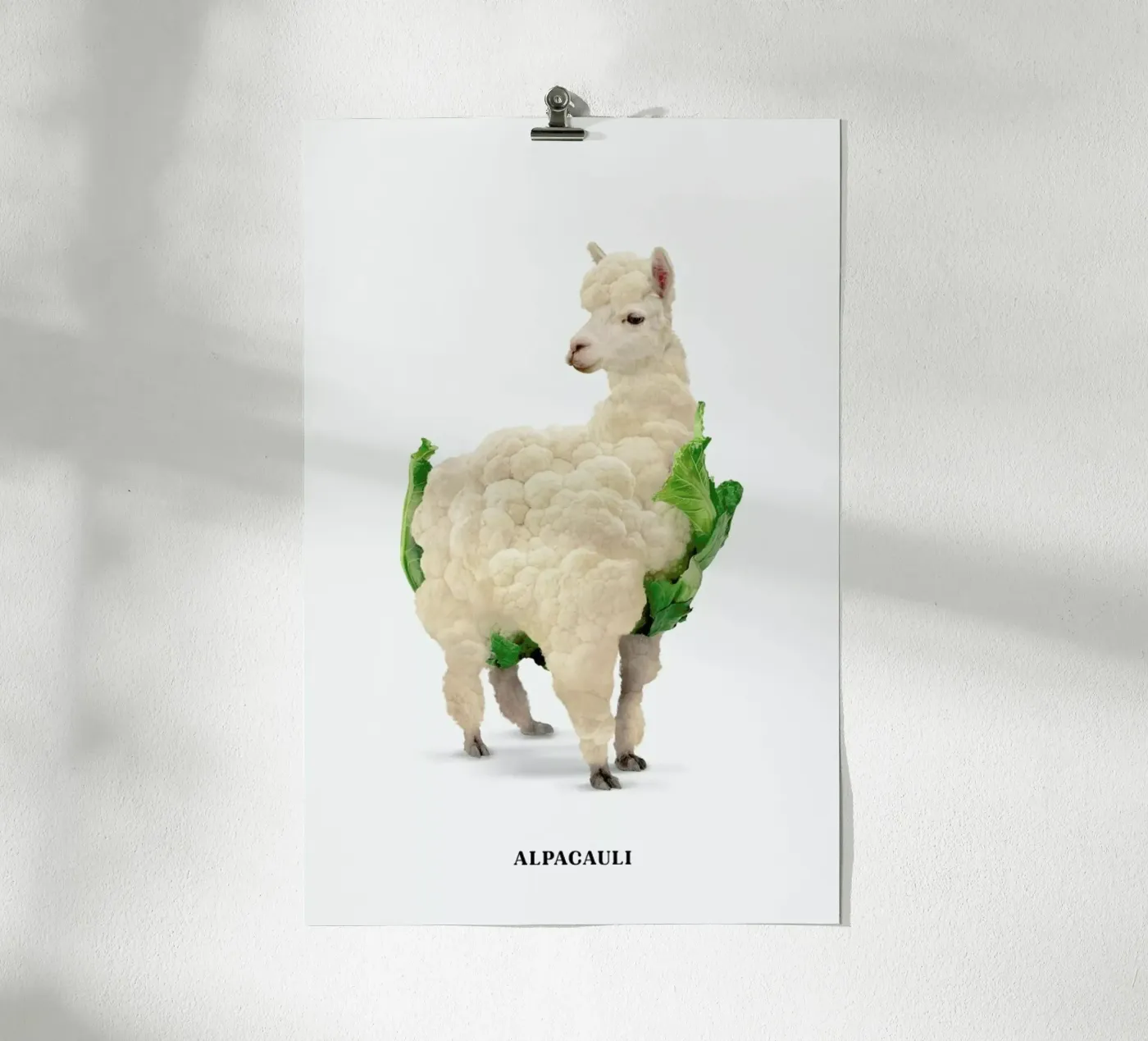 Alpacauli poster da Jonas Loose