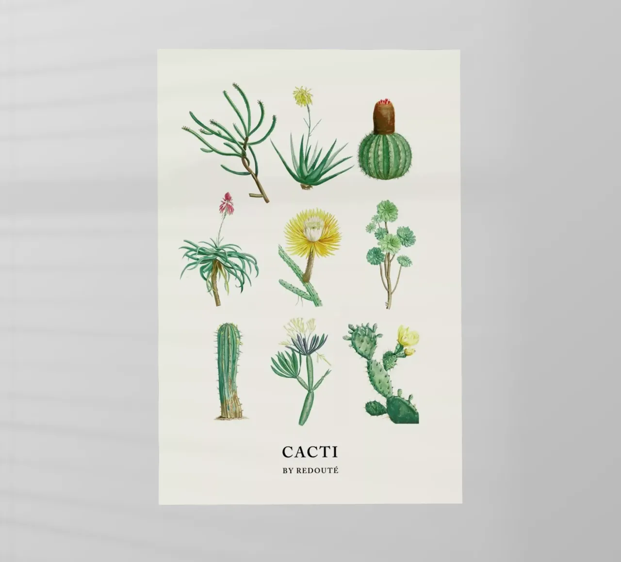 Cacti by Redouté pellicola backlit da Flora & Fauna