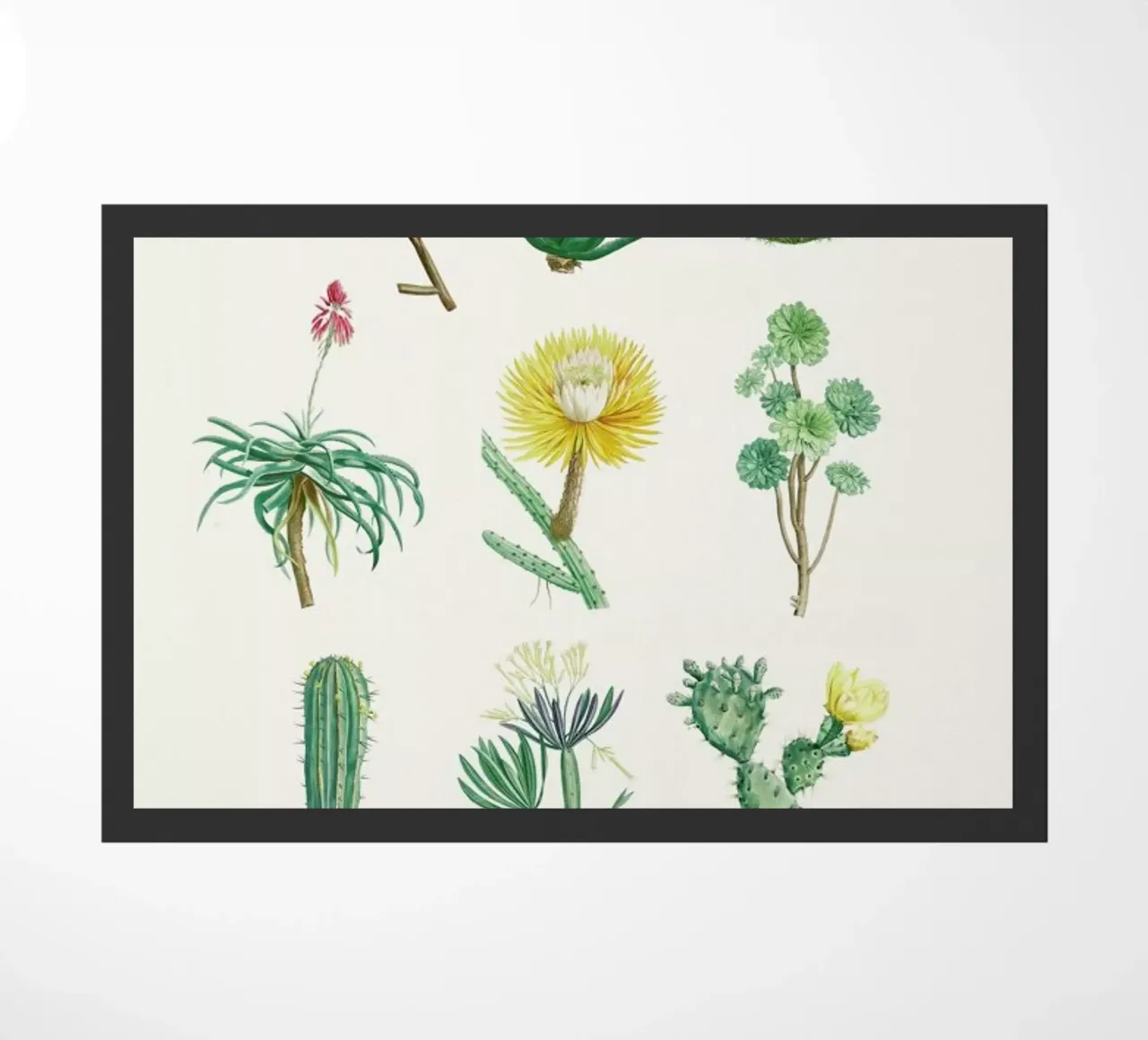 Cacti by Redouté zerbino da Flora & Fauna