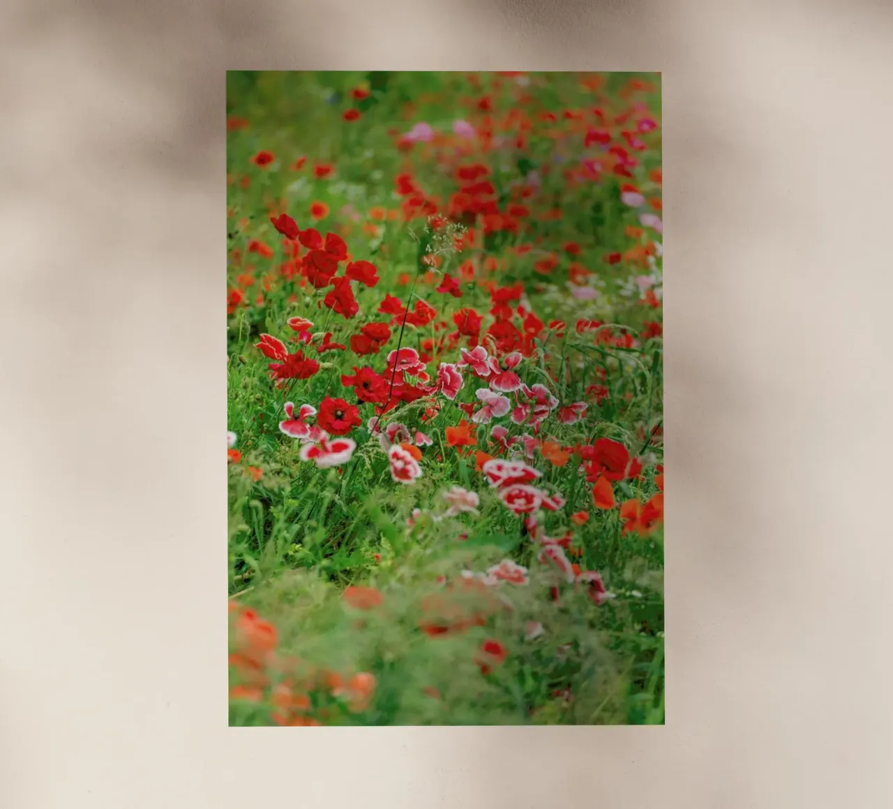 Poppy Flowerfield Portrait pellicola backlit da Curious Collections by Marielle Leenders