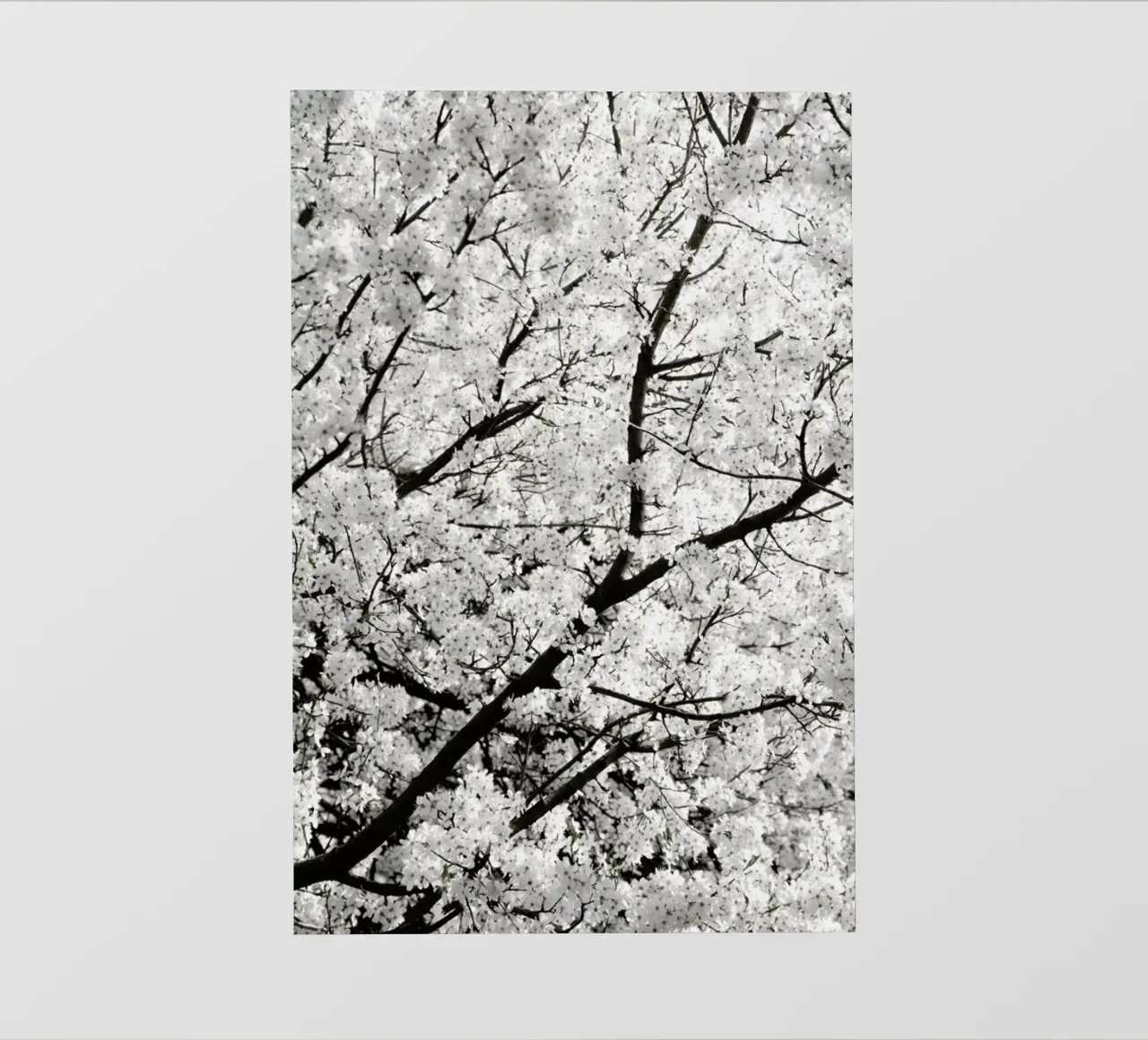 White Cherry Flower Clouds pellicola backlit da Studio Nahili