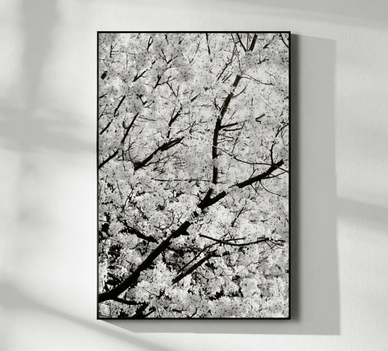 White Cherry Flower Clouds plexiglass da Studio Nahili