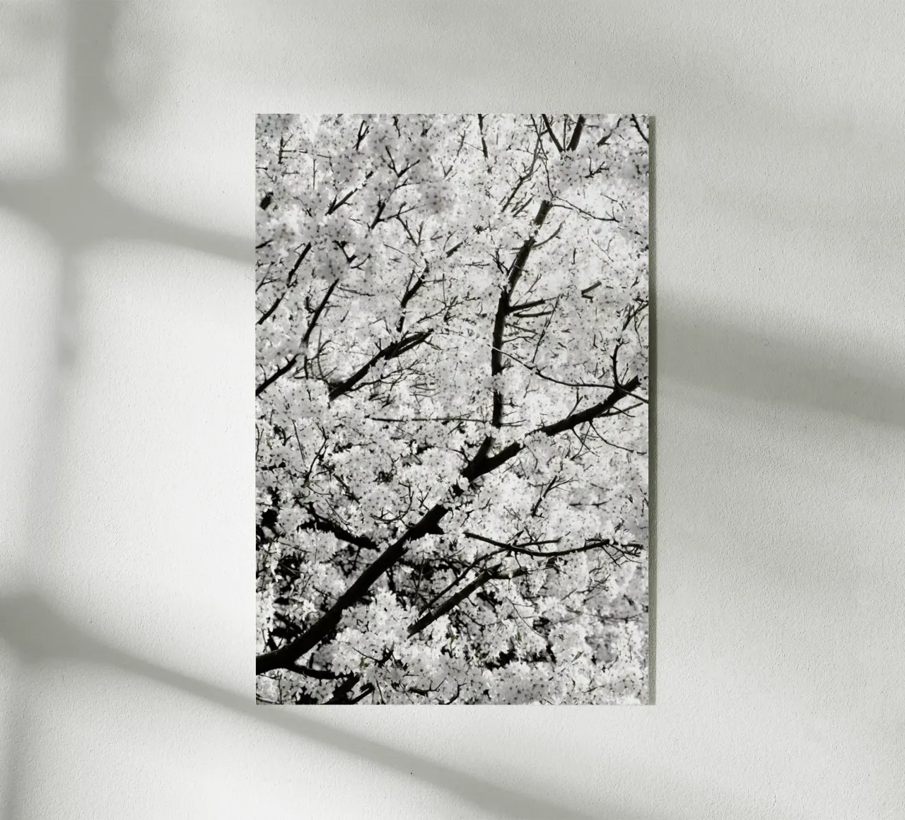 White Cherry Flower Clouds plexiglass da Studio Nahili