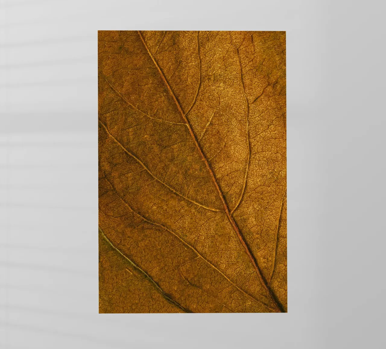 texture delle foglie pellicola backlit da Earthly Visions