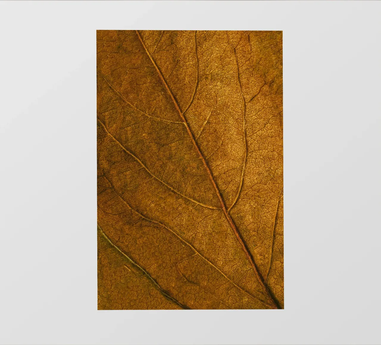 texture delle foglie pellicola backlit da Earthly Visions