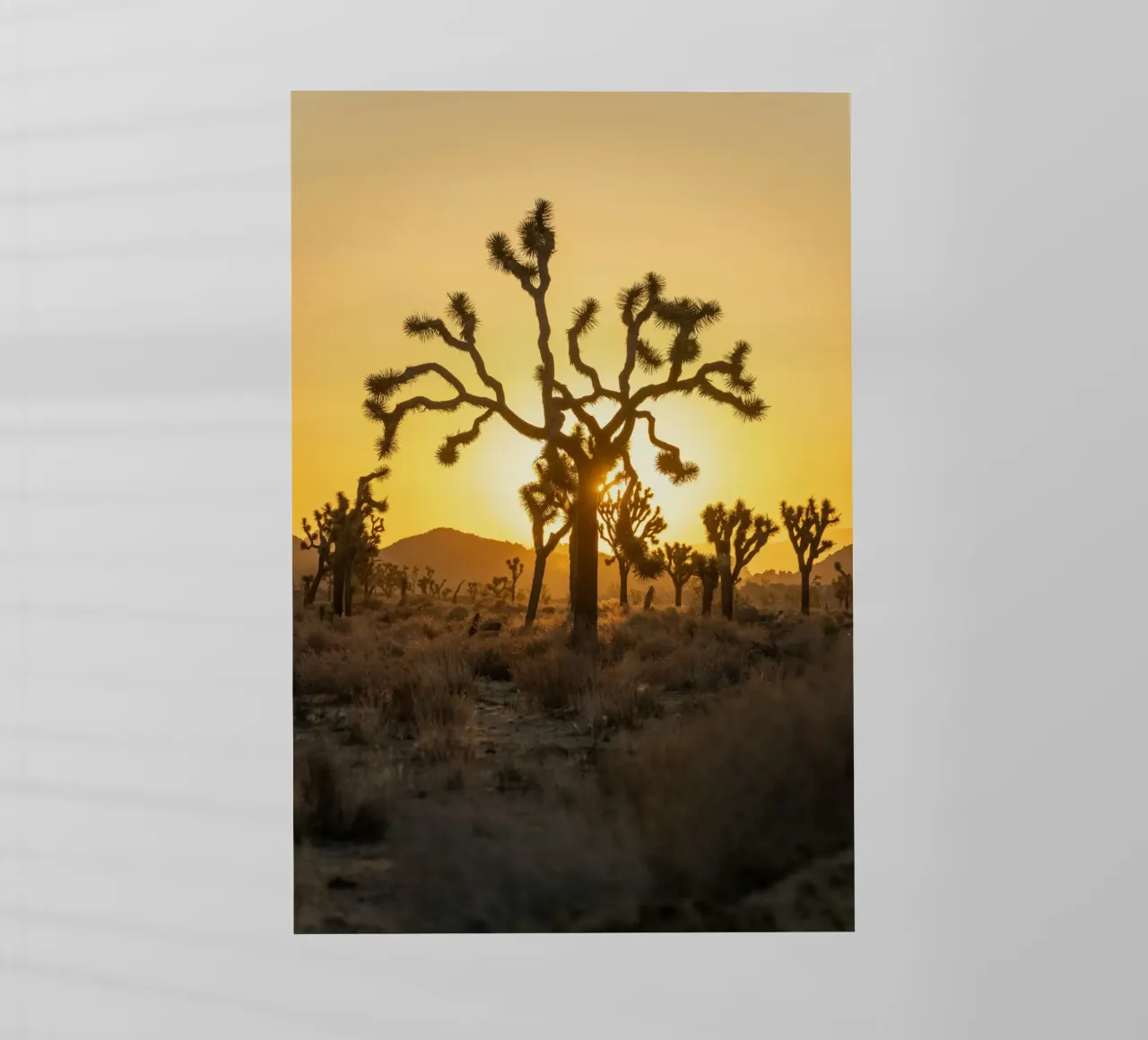 desierto del árbol de joshua lámina retroiluminada de Earthly Visions