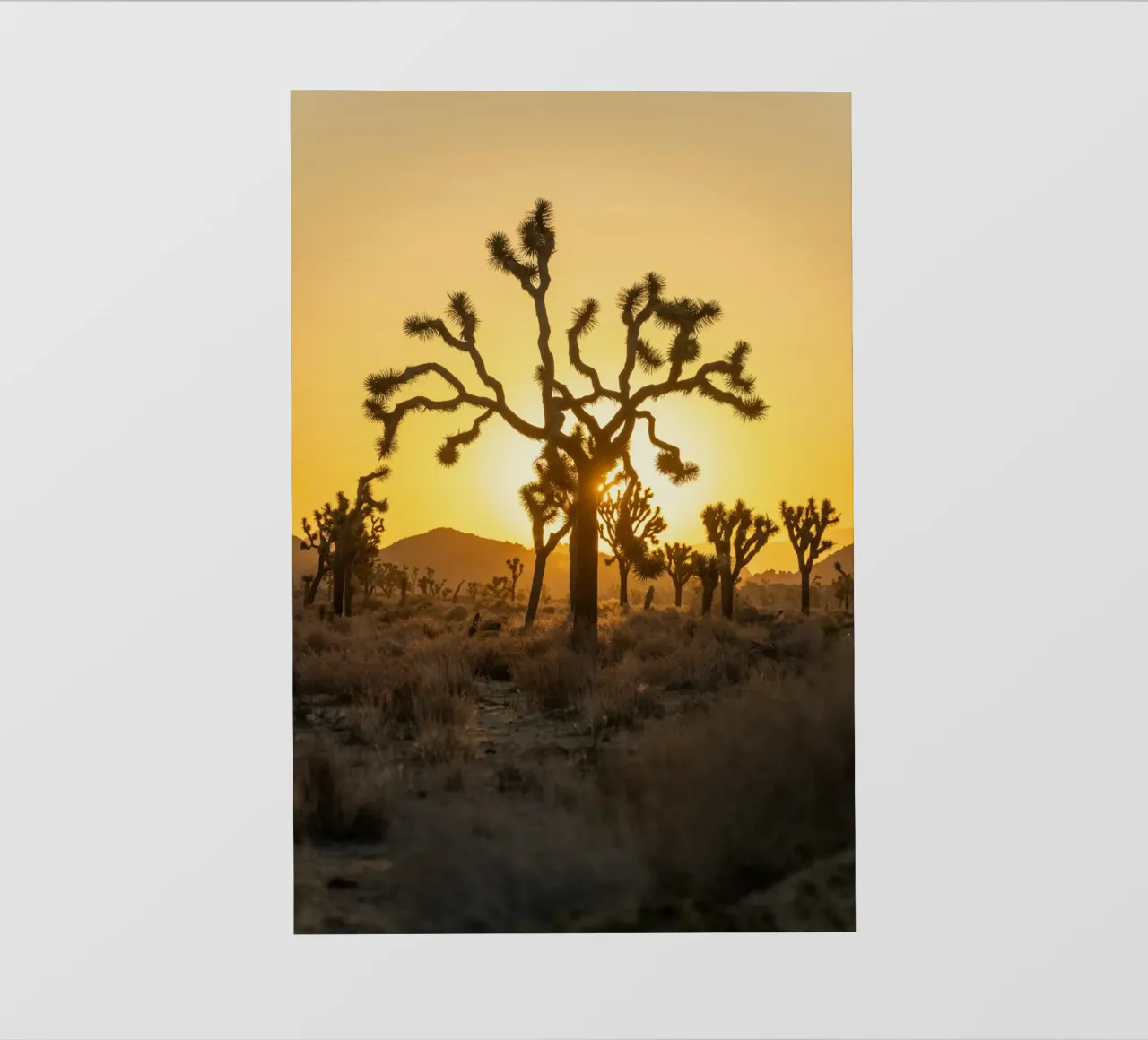 deserto di joshua tree pellicola backlit da Earthly Visions