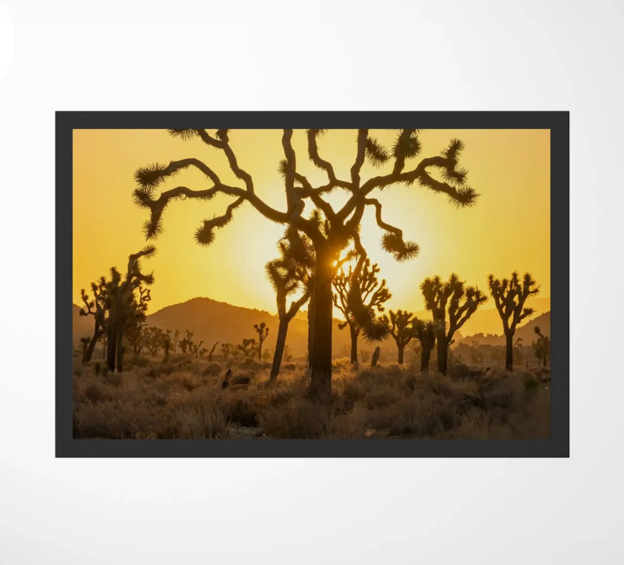desierto del árbol de joshua felpudo de Earthly Visions
