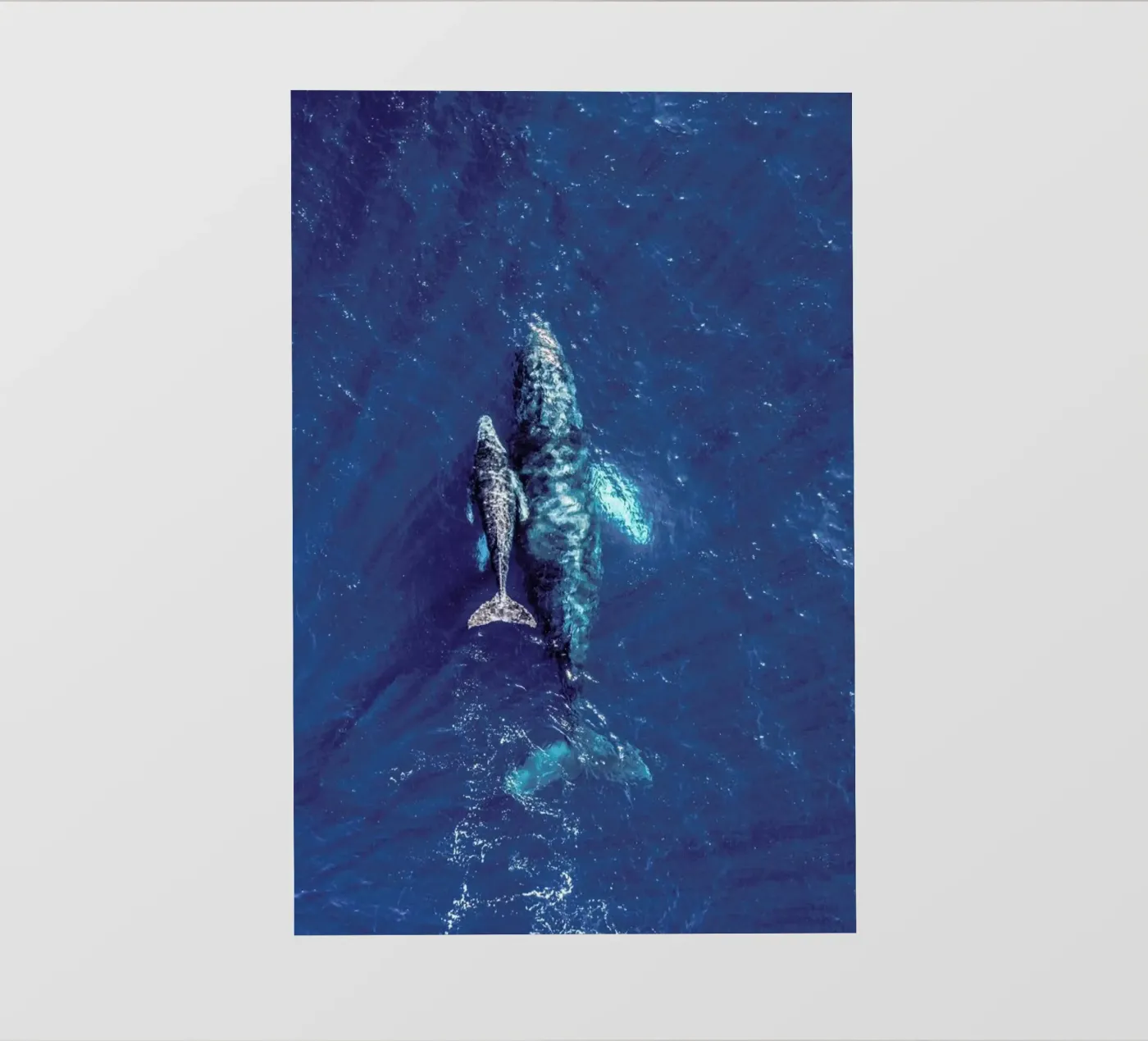 Blue pellicola backlit da ROBERTO H