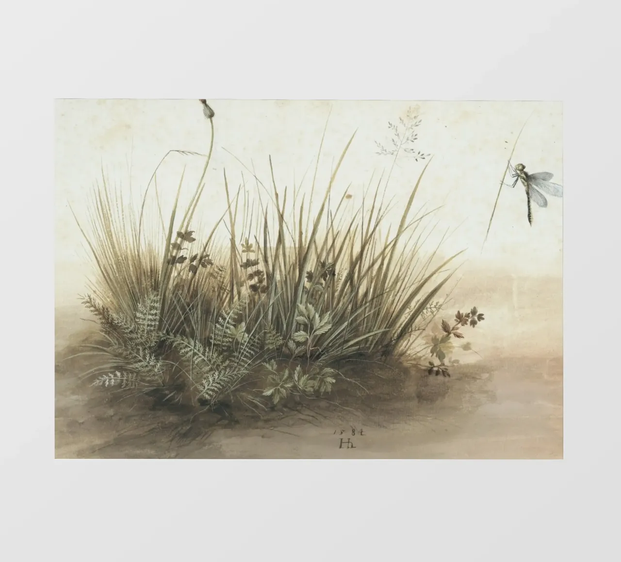 Libellula e erbe: Studio naturalistico, arte botanica d'epoca pellicola backlit da ClubArt