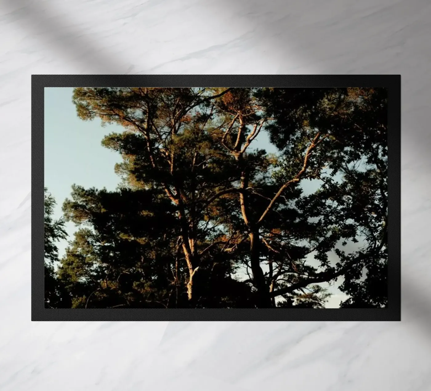Trees And Warm Light zerbino da Sebastian Hilgetag