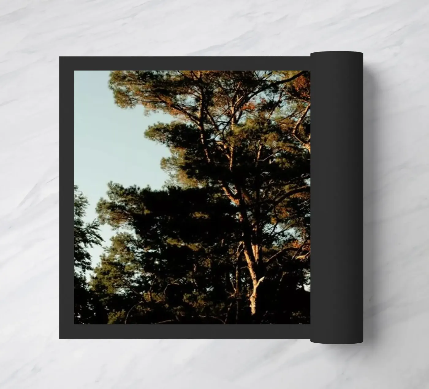 Trees And Warm Light zerbino da Sebastian Hilgetag