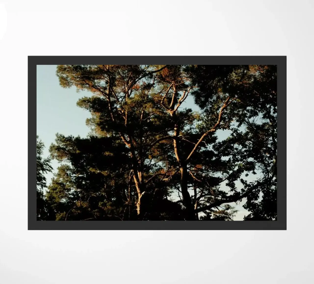 Trees And Warm Light zerbino da Sebastian Hilgetag