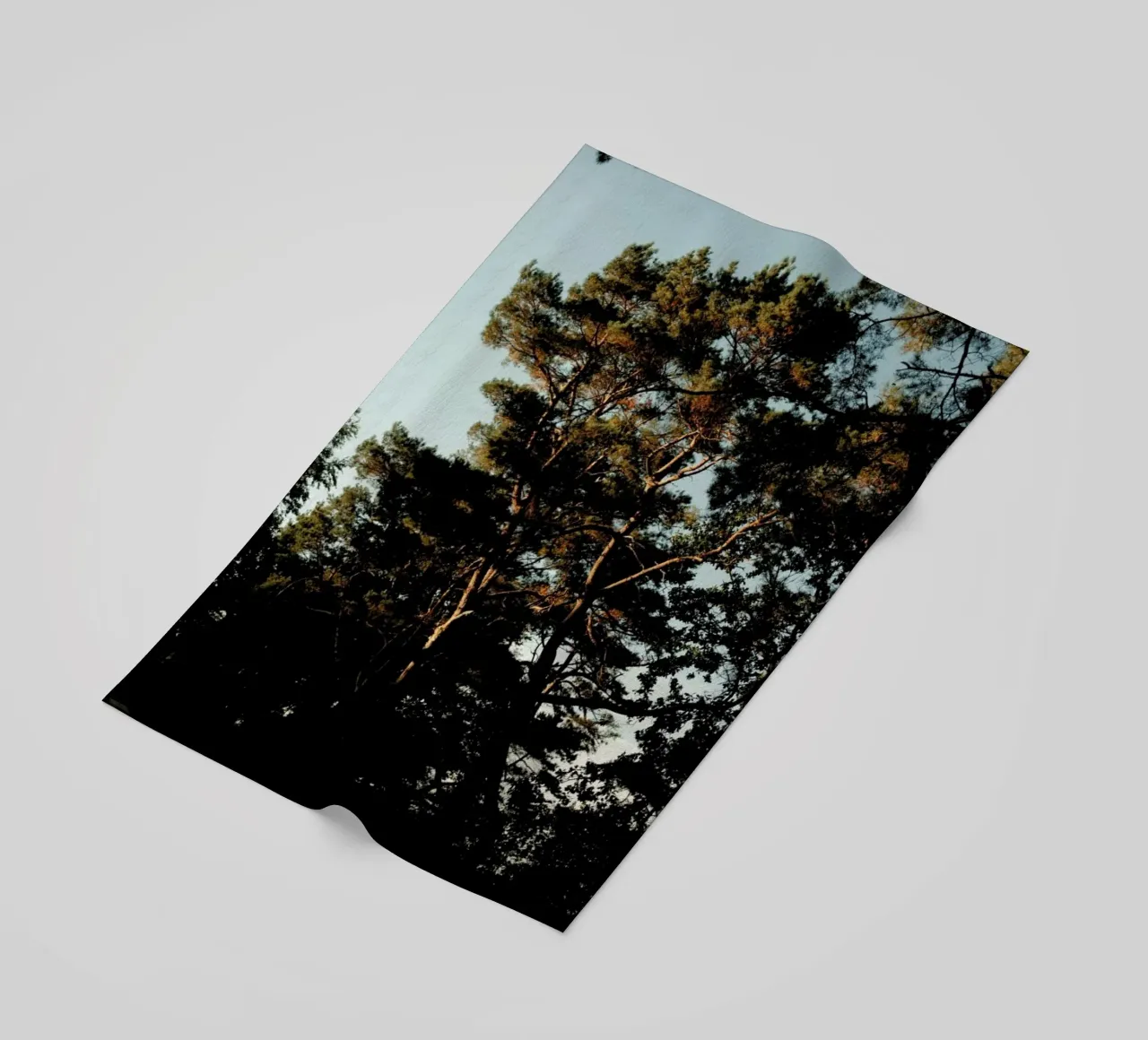 Trees And Warm Light telo mare da Sebastian Hilgetag