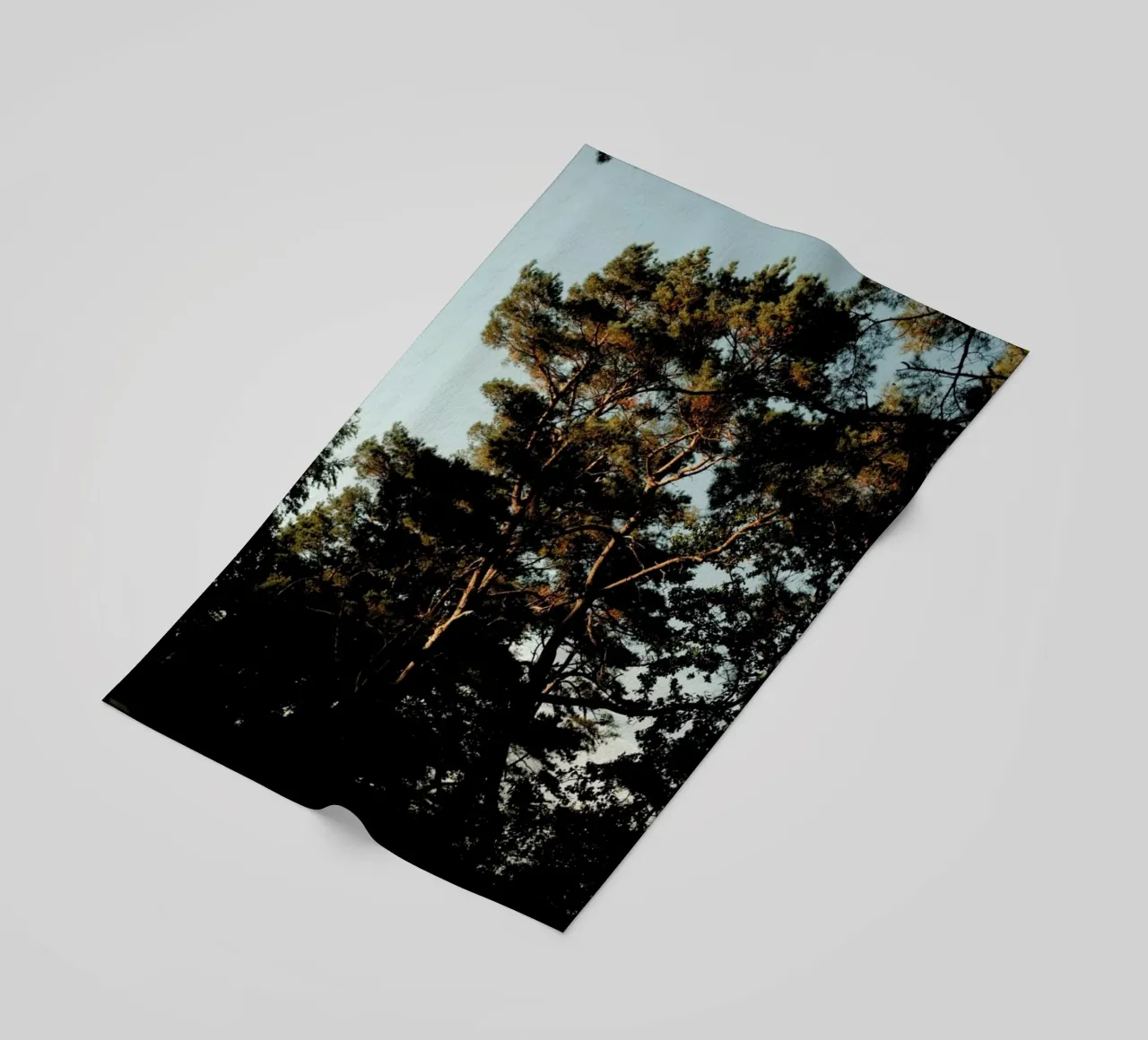 Trees And Warm Light telo mare da Sebastian Hilgetag