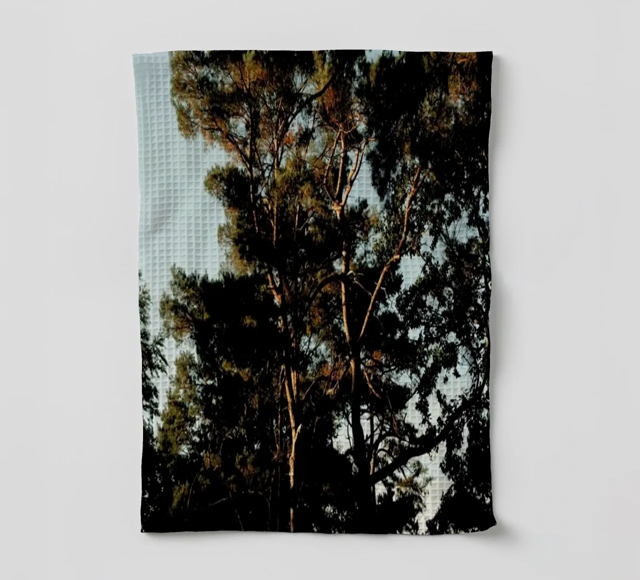 Trees And Warm Light canovaccio da cucina da Sebastian Hilgetag
