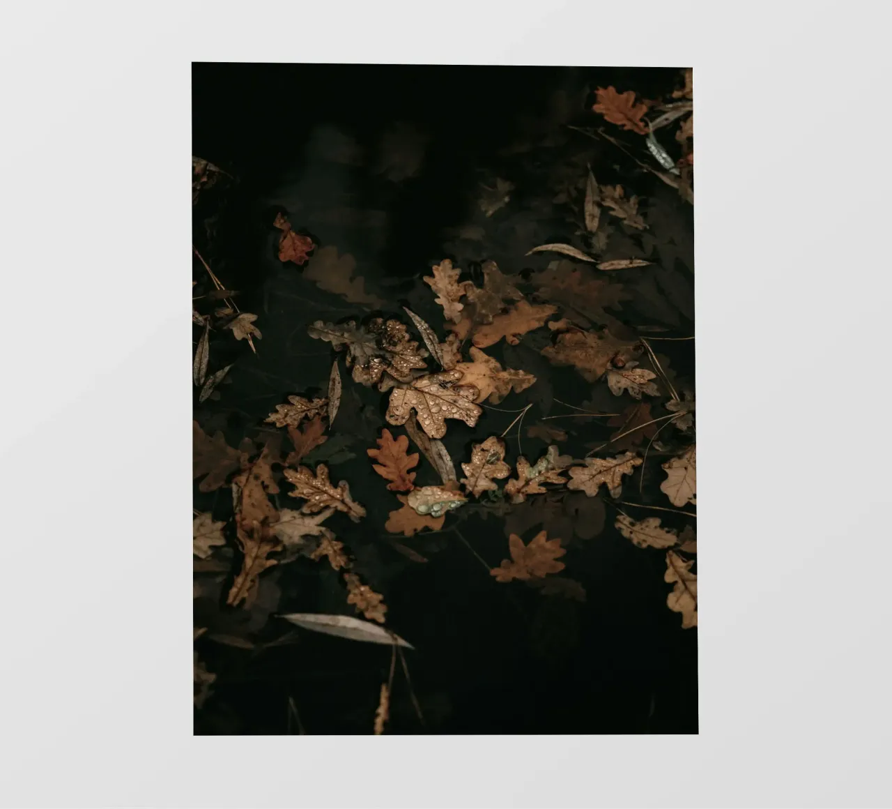 foglie d'autunno pellicola backlit da Earthly Visions