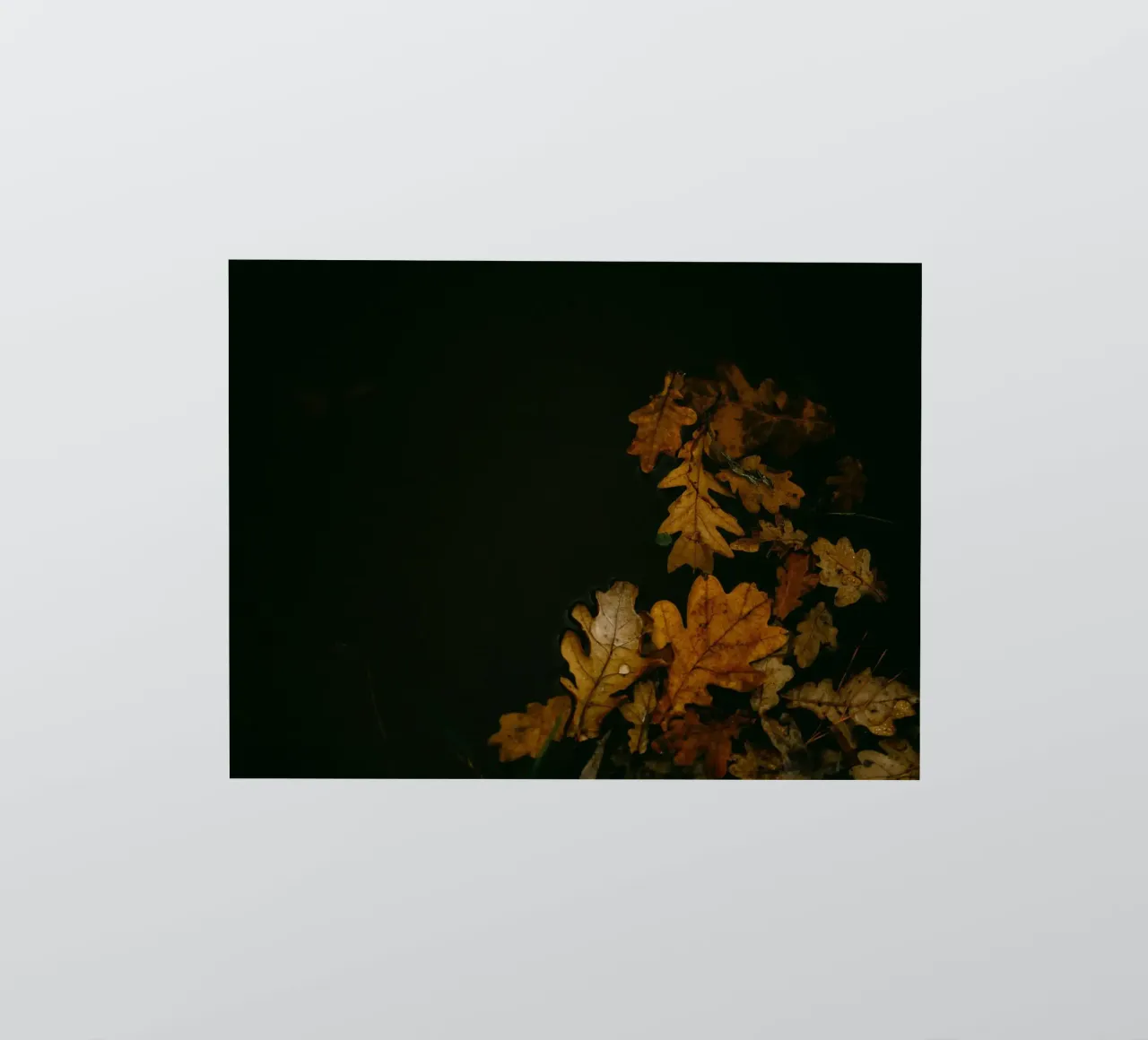 autumn leaves oak leaves sticker by Earthly Visions
