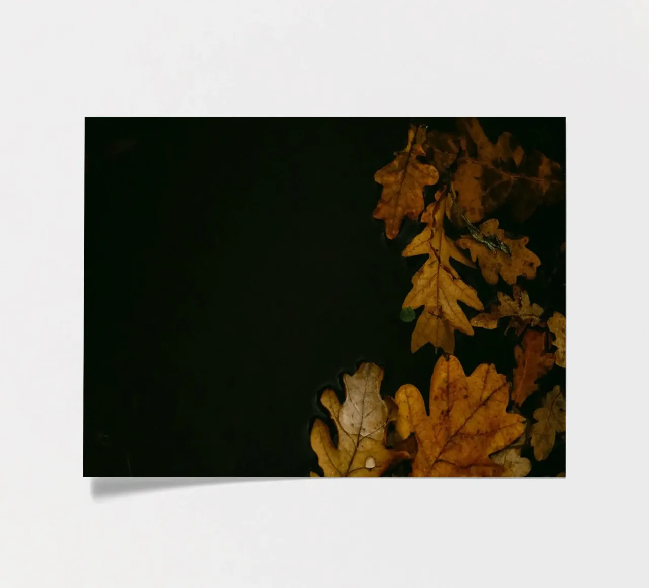 autumn leaves oak leaves sticker sheet by Earthly Visions