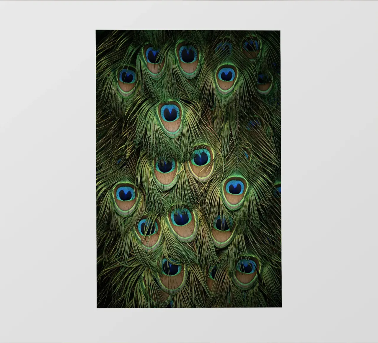 piume di pavone telo in pvc da Earthly Visions