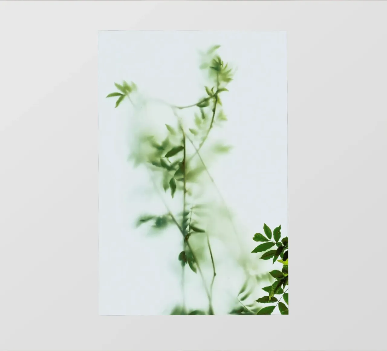 Green Frosted Glass And Leaves pellicola backlit da Sebastian Hilgetag