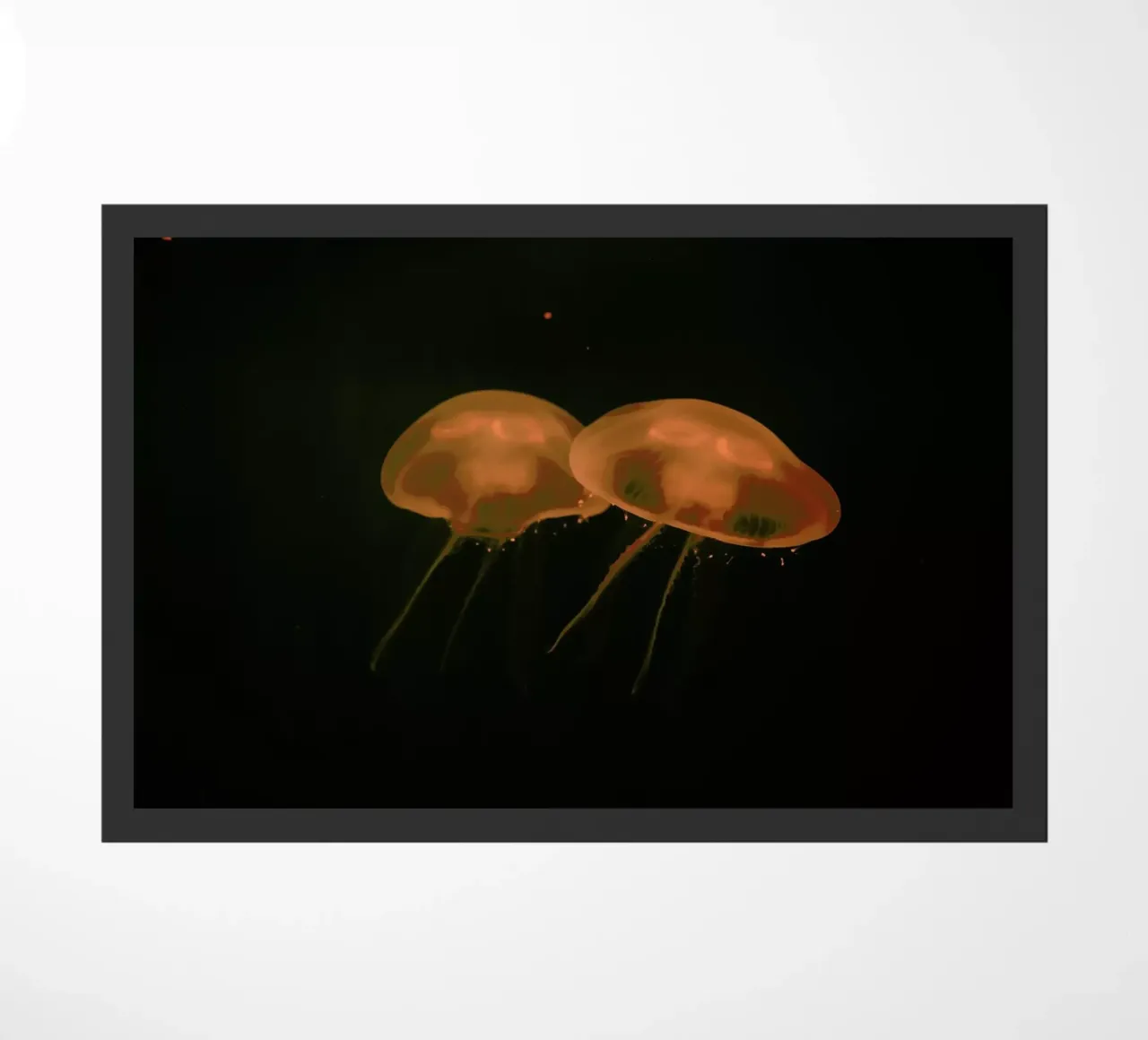 At The Aquarium #5 zerbino da Tal Paz-Fridman