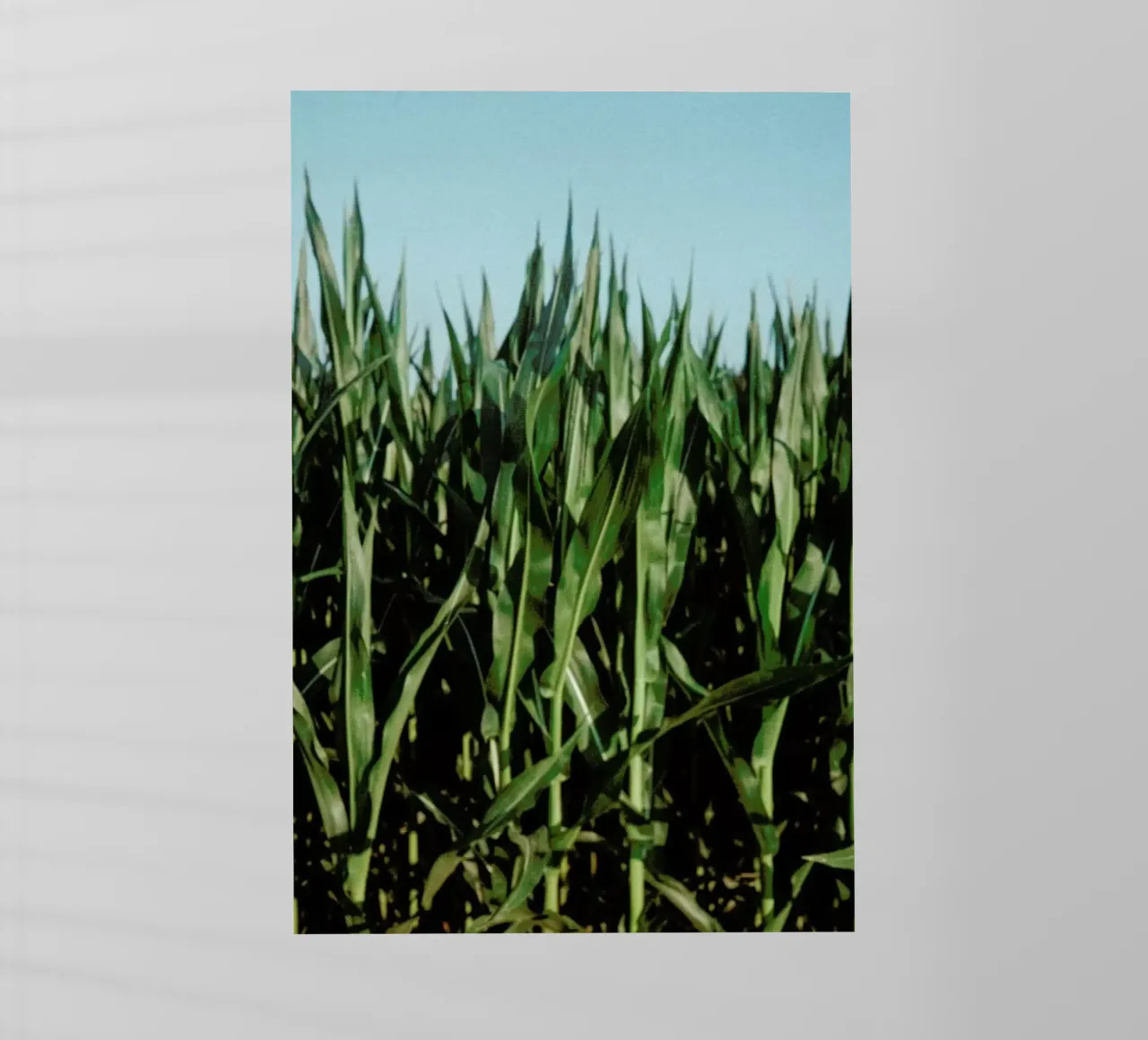 Analog Series Corn Fields pellicola backlit da Sebastian Hilgetag