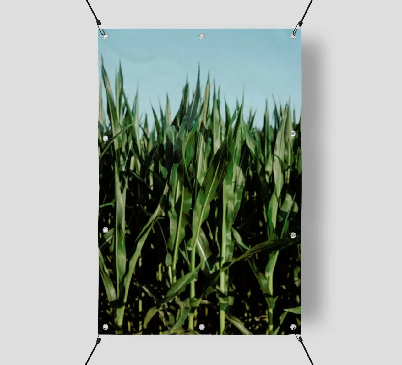 Analog Series Corn Fields telo in pvc da Sebastian Hilgetag