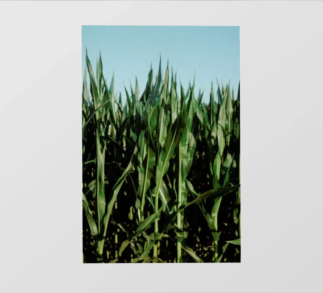 Analog Series Corn Fields telo in pvc da Sebastian Hilgetag