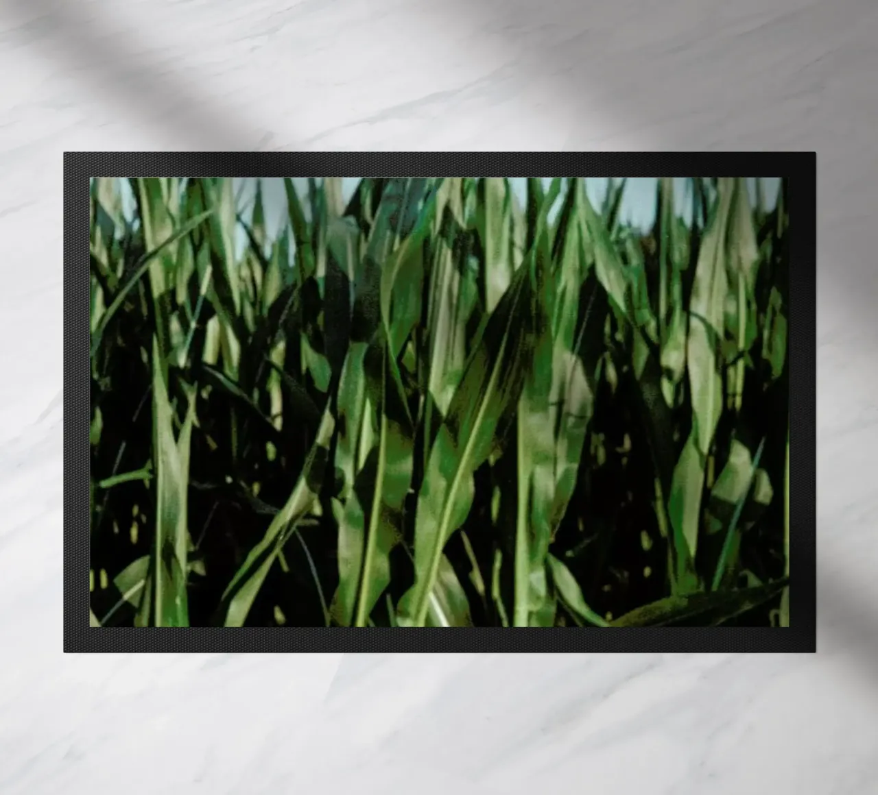 Analog Series Corn Fields zerbino da Sebastian Hilgetag